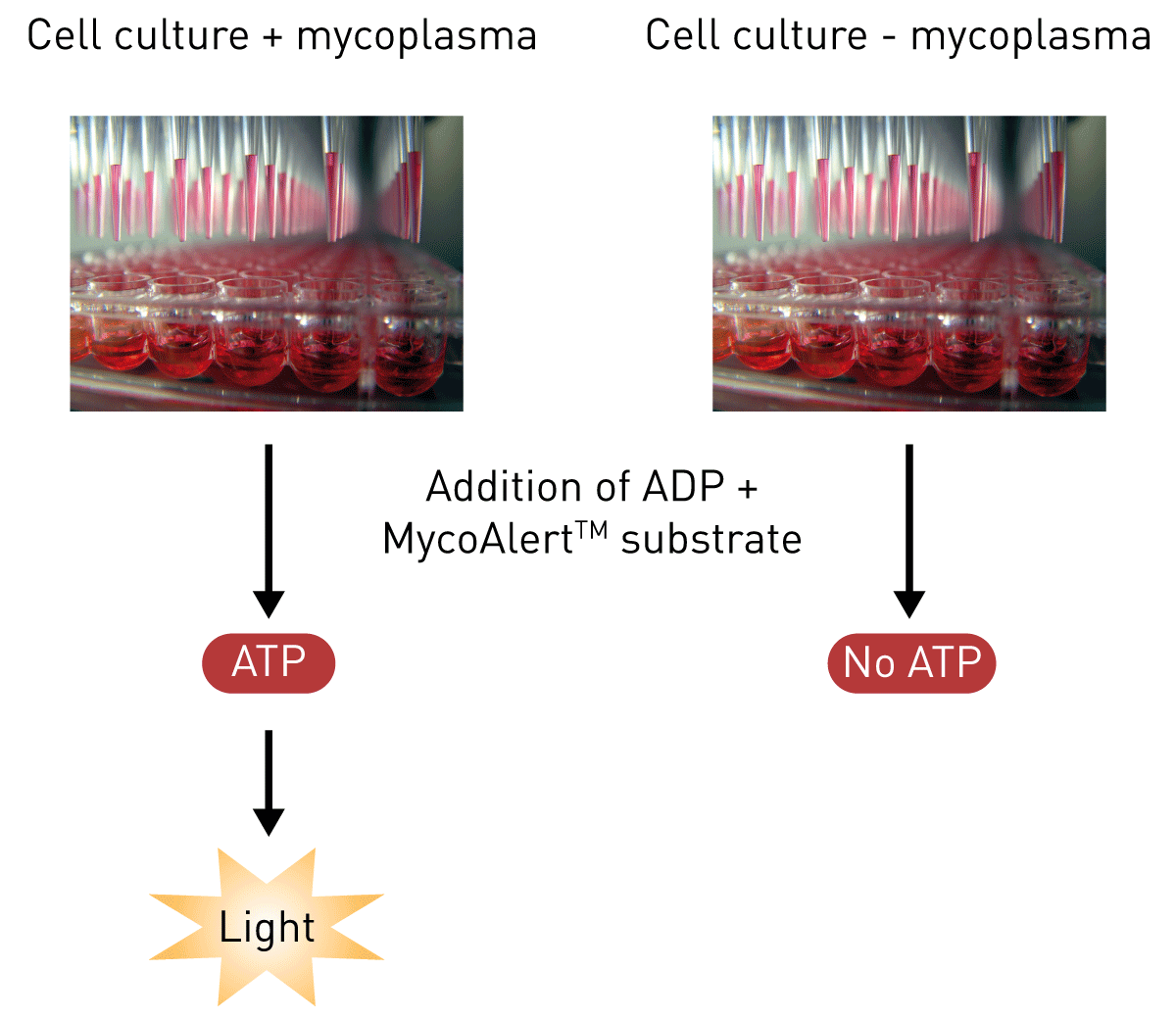 Mycoplasma Contamination Cell Culture Signs